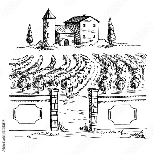 Rows of vineyard grape plants and house in graphic style