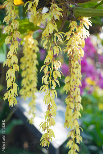 Yellow orchid flower in garden
