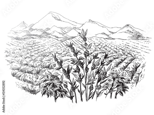 coffee plantation landscape in graphic style