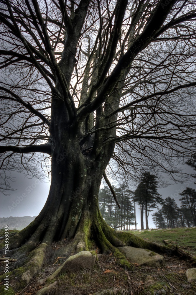 arbre arbre