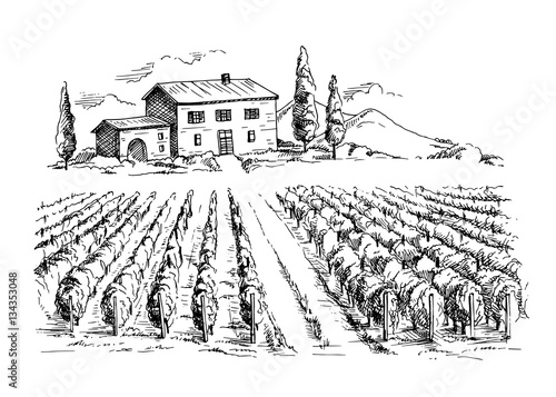 Rows of vineyard grape plants and house in graphic style