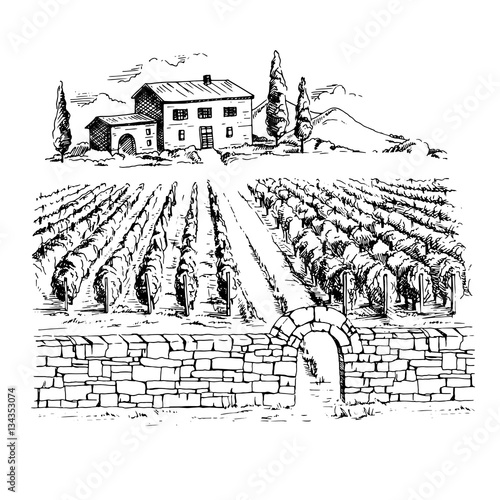Rows of vineyard grape plants and house in graphic style