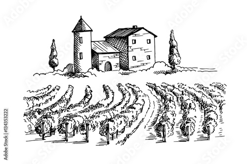 Rows of vineyard grape plants and house in graphic style