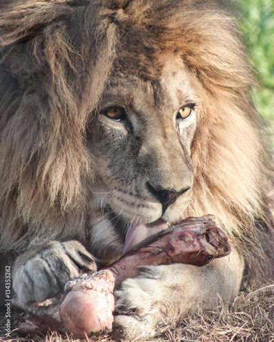 Fototapeta Naklejka Na Ścianę i Meble -  león comiendo un hueso en primer plano