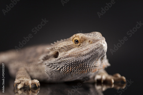 Agama bearded  pet on black background  reptile