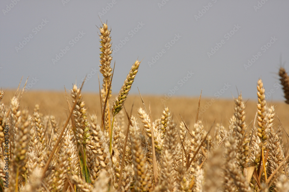 Heads of corn grown on arable land.