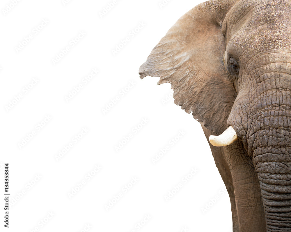 Naklejka premium Elephant Closeup Cropped With Copy Space