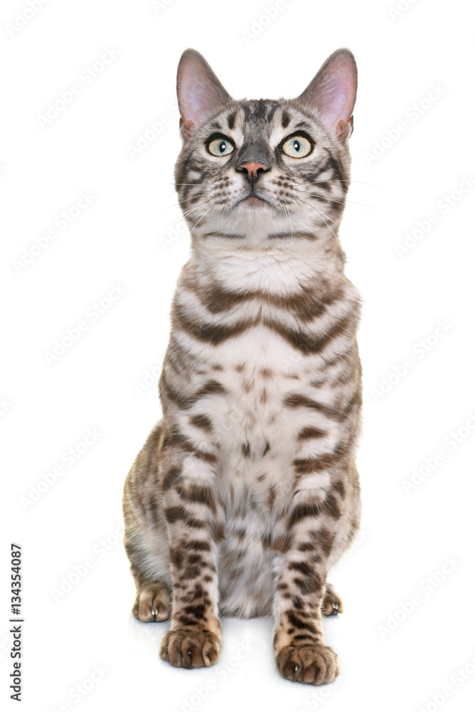 bengal cat in studio bengal cat in studio