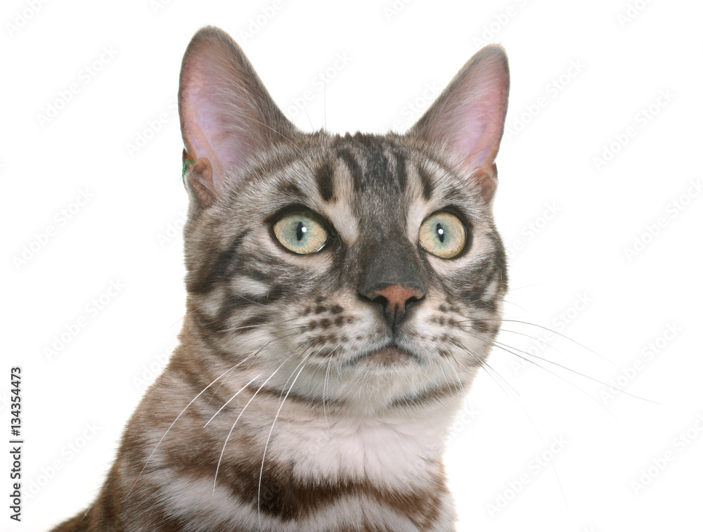 bengal cat in studio bengal cat in studio