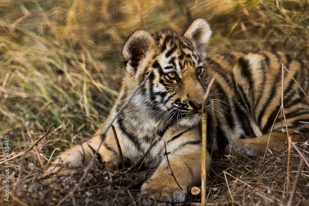 Obraz premium portrait of a beautiful little tiger