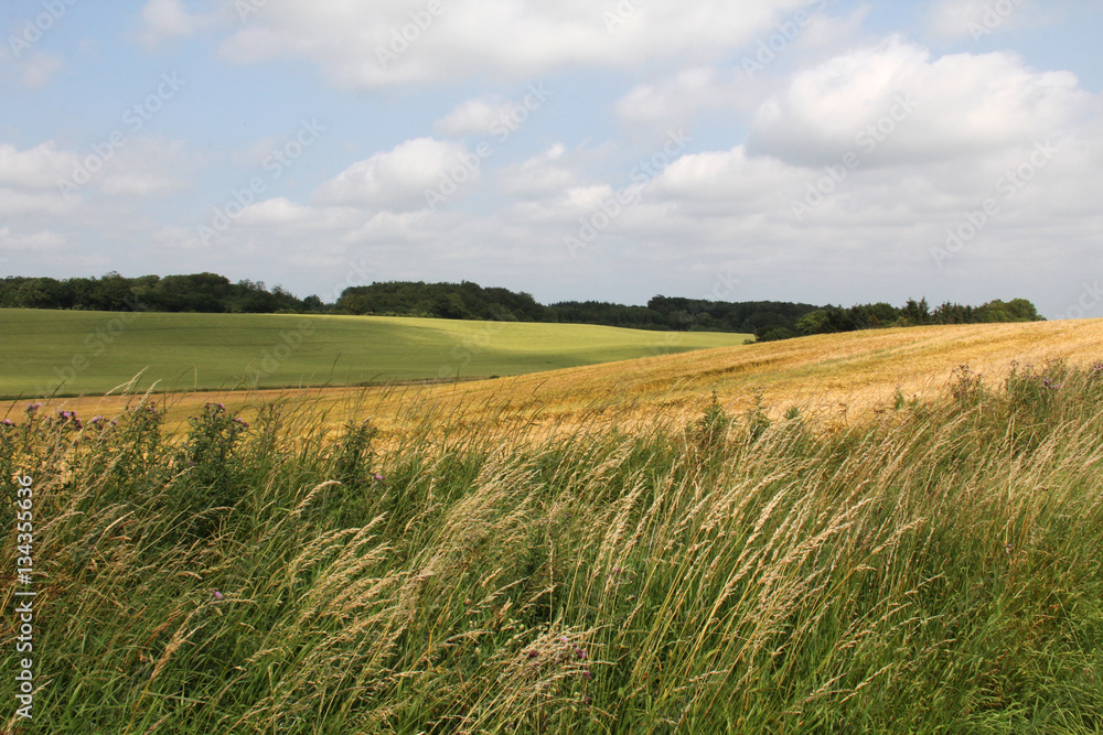 Obraz premium Large field of green grass in countryside