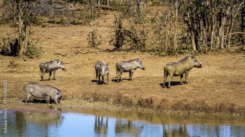 Fototapeta premium common warthog in Kruger National park, South Africa