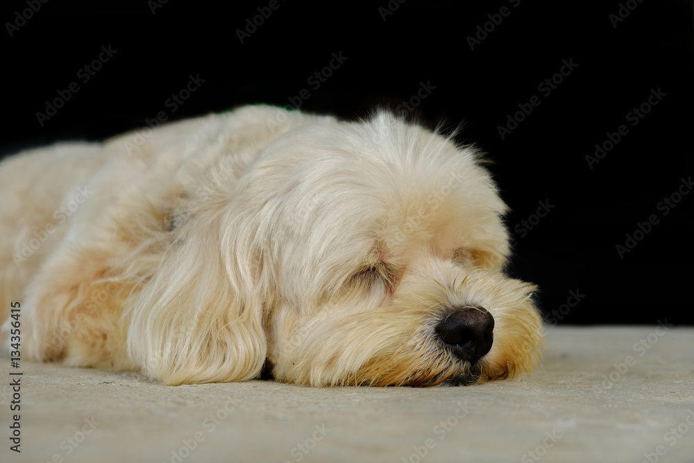Dog sleeping now. Dog sleeping now.