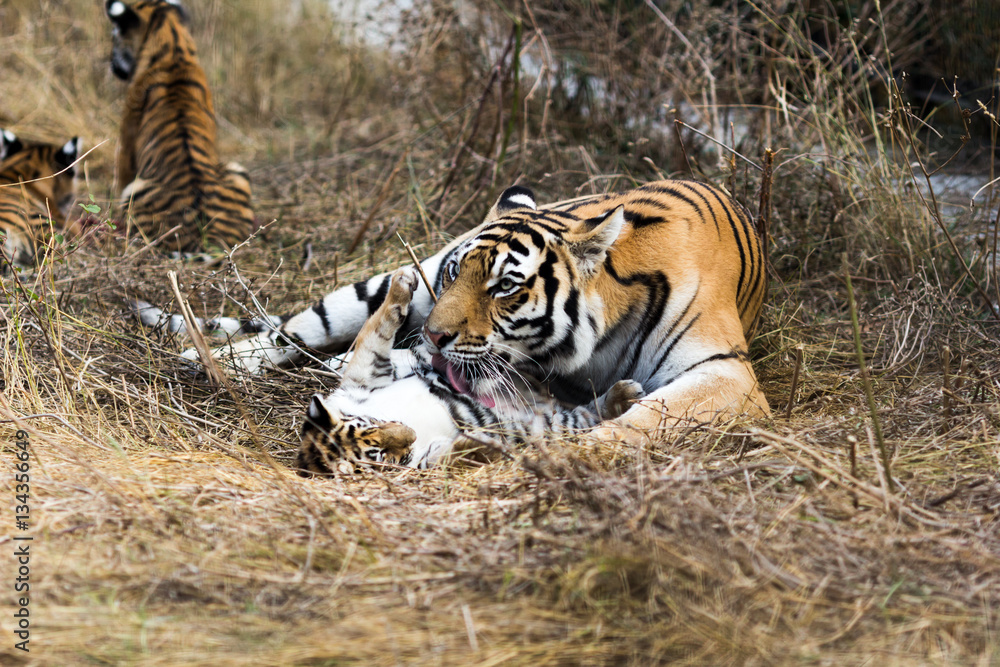 Fototapeta premium portrait of a beautiful tiger