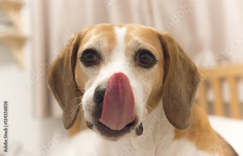 Beagle 03