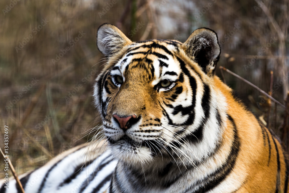 portrait of a beautiful tiger portrait of a beautiful tiger