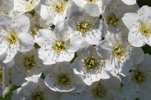 White tiny flower closeup