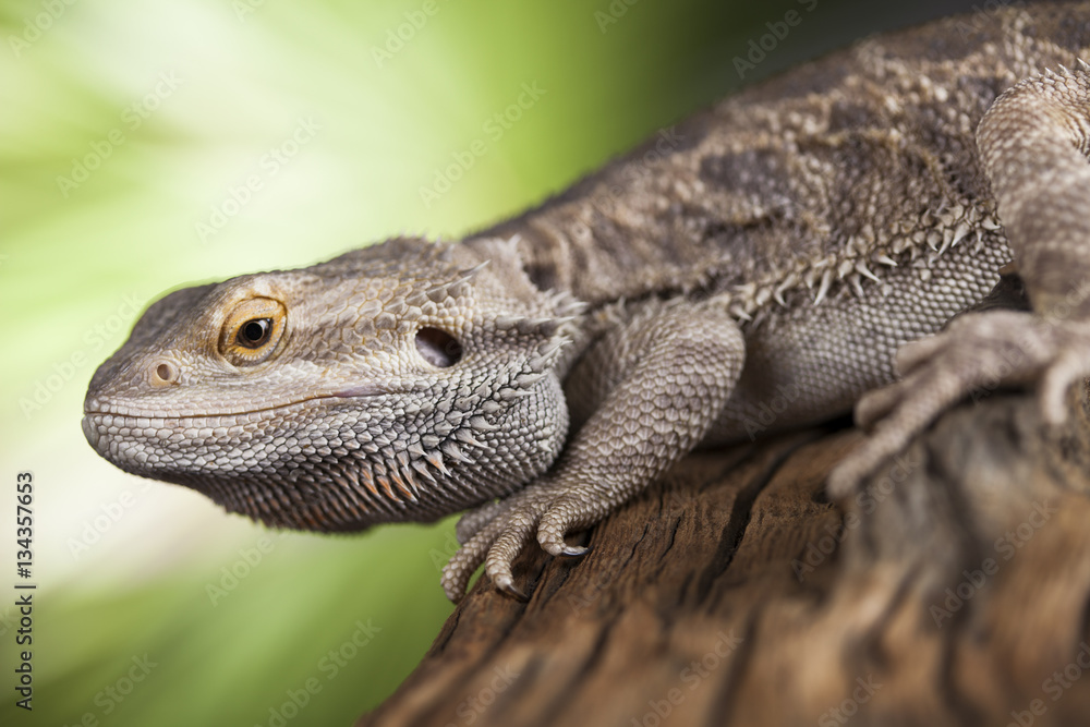 Pet, lizard Bearded Dragon on black background Pet, lizard Bearded Dragon on black background