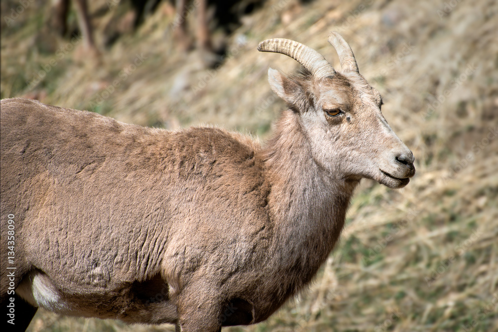 Bighorn Sheep