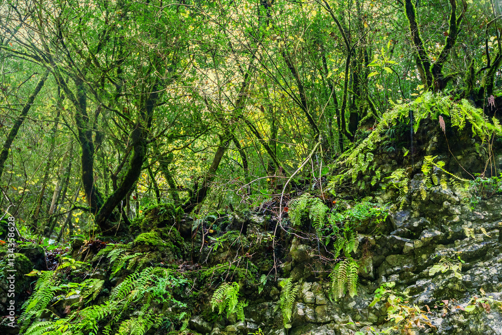 Summer morning in a green forest Summer morning in a green forest