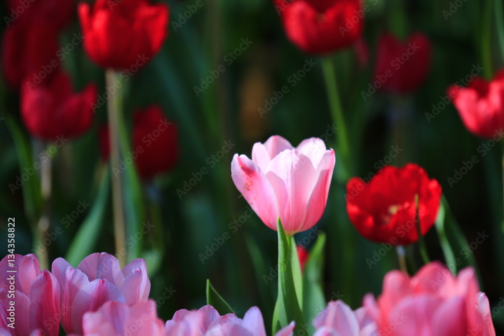 Many tulip flowers in the fields.