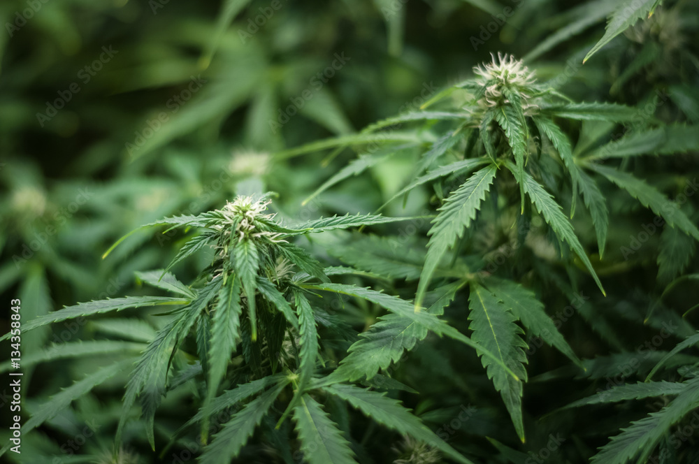 growing of cannabis flower growing of cannabis flower