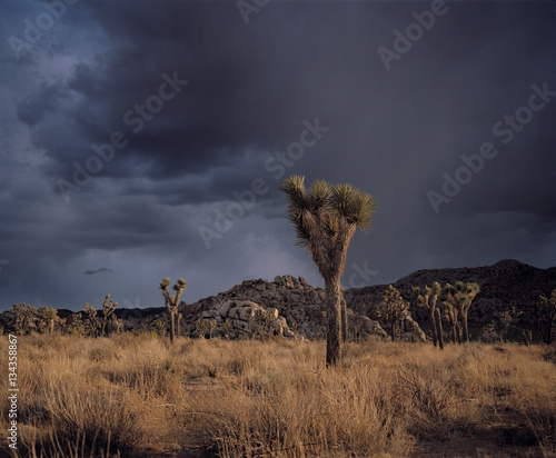 Stormy sky, Joshua Tree, National Park, California, United States of America 