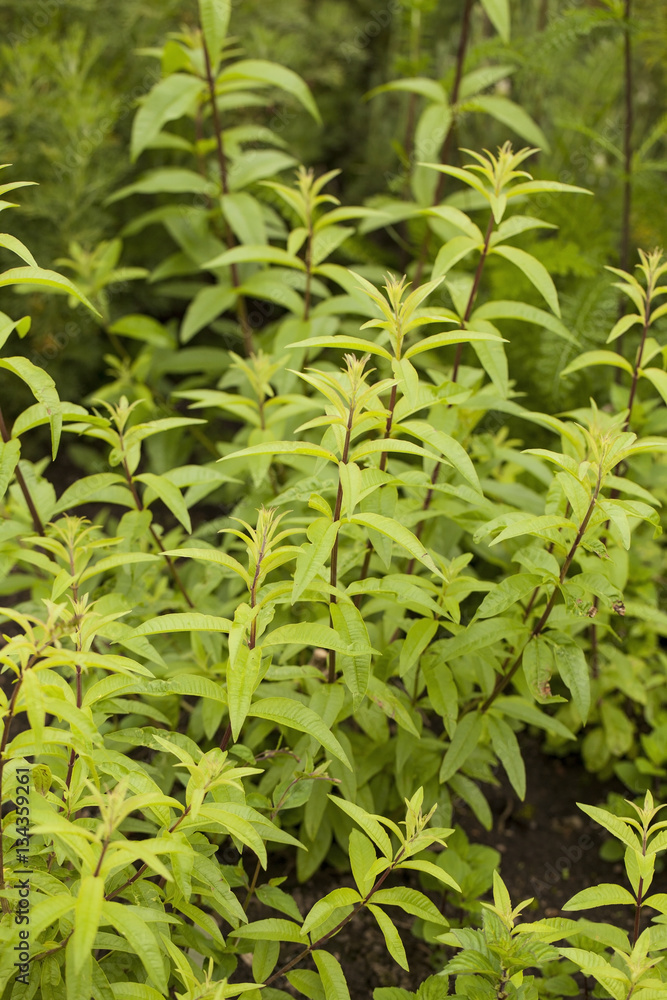 Aloysia citrodora. Common names include lemon verbena and lemon beebrush.