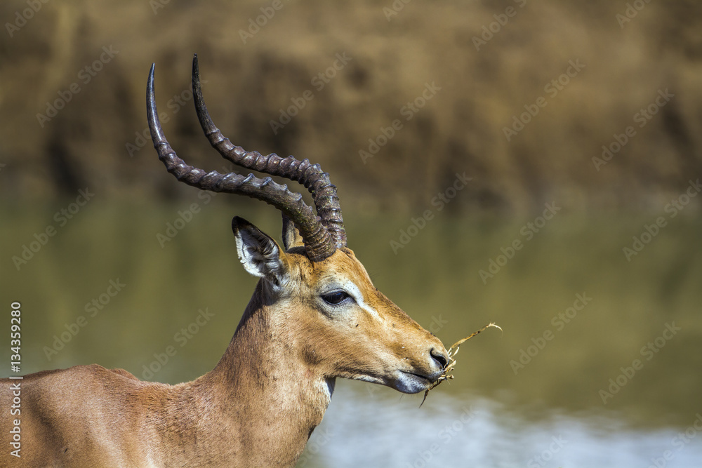 Common Impala in Kruger National park, South Africa Common Impala in Kruger National park, South Africa