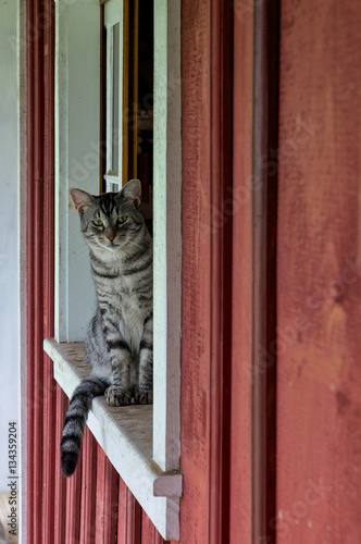 tabby cat sitting in a window of a red barn
