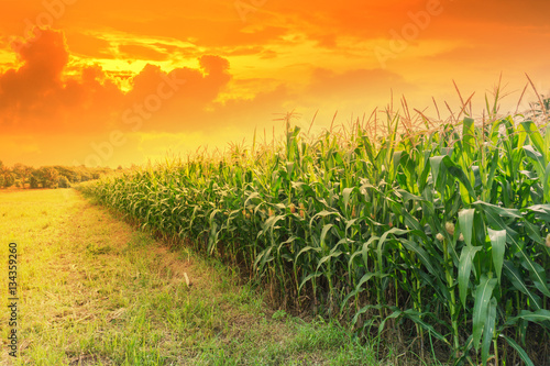 Fotografiet Green corn field in agricultural garden