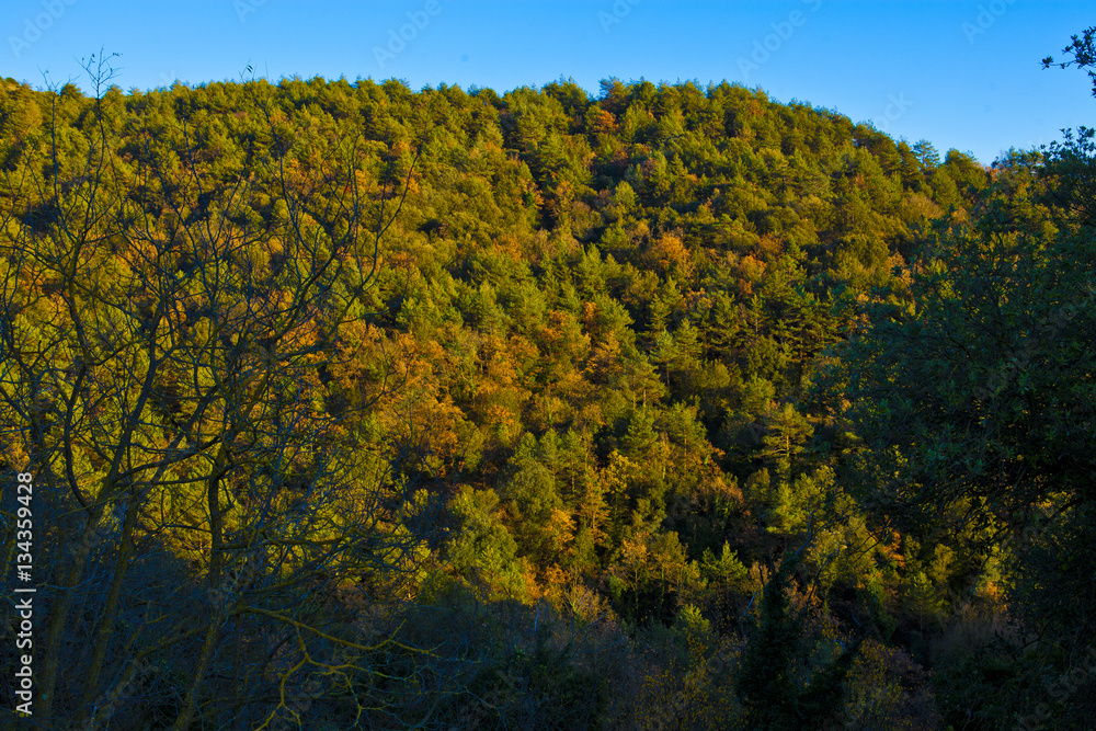 forest of oak and pines in autumn