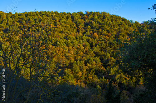 Fototapeta Naklejka Na Ścianę i Meble -  forest of oak and pines in autumn