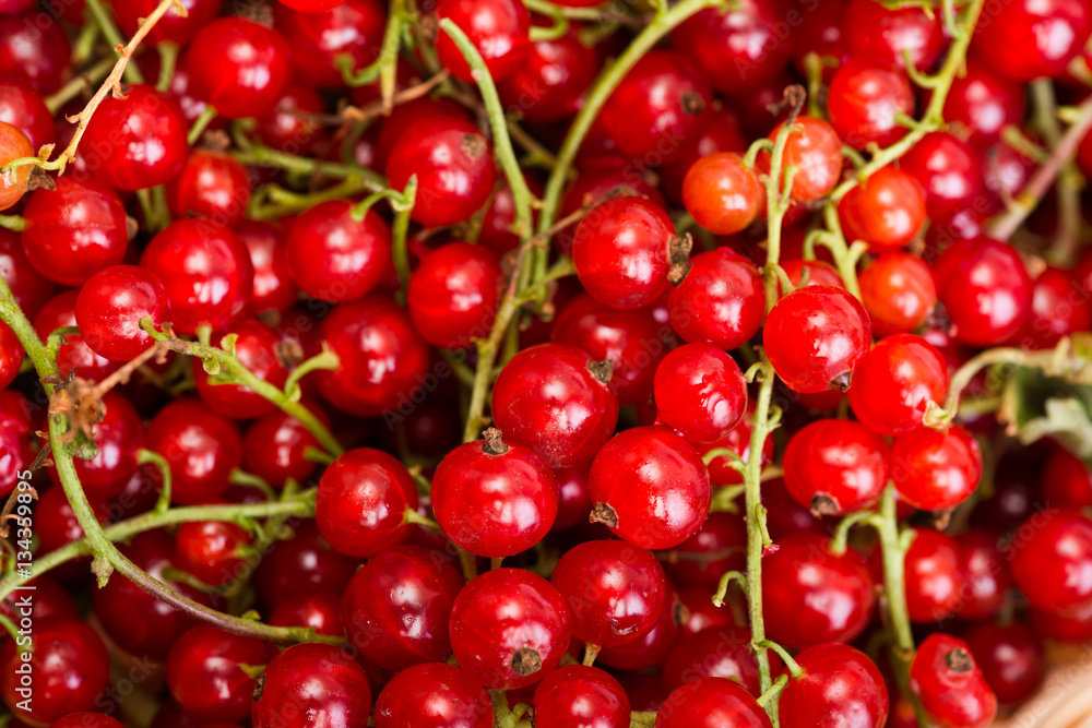 Red currant berry close up colorful fruit background Red currant berry close up colorful fruit background