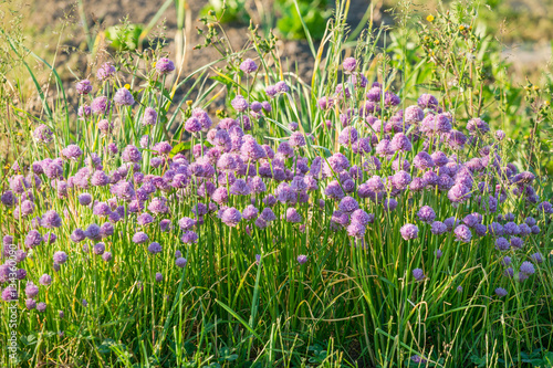 Blossoming chives on a vegetable garden bed Purple blossoming chives on a sunny vegetable garden bed