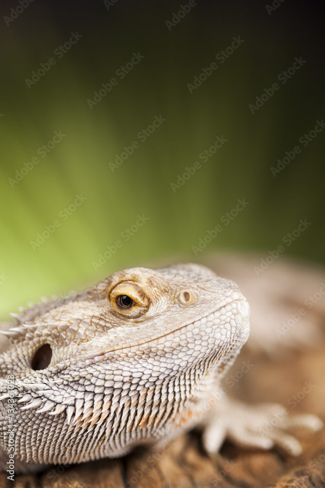Obraz premium Dragon, Agama Lizard on black mirror background