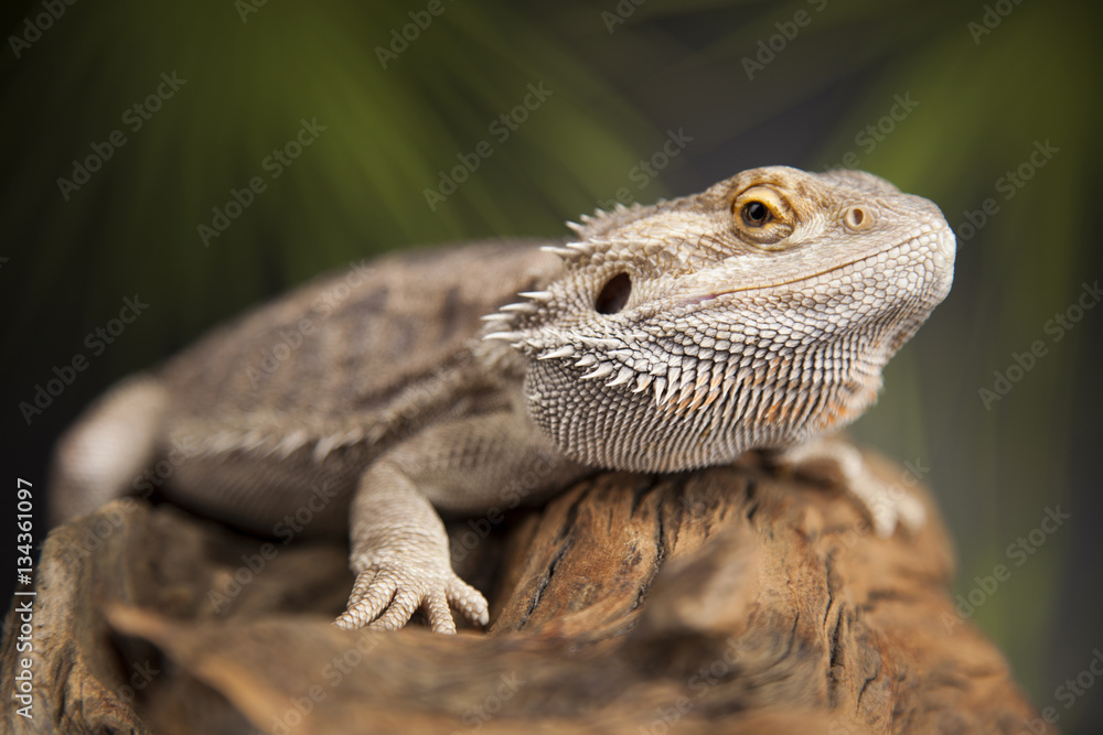 Obraz premium Animal Lizard, Bearded Dragon on mirror background