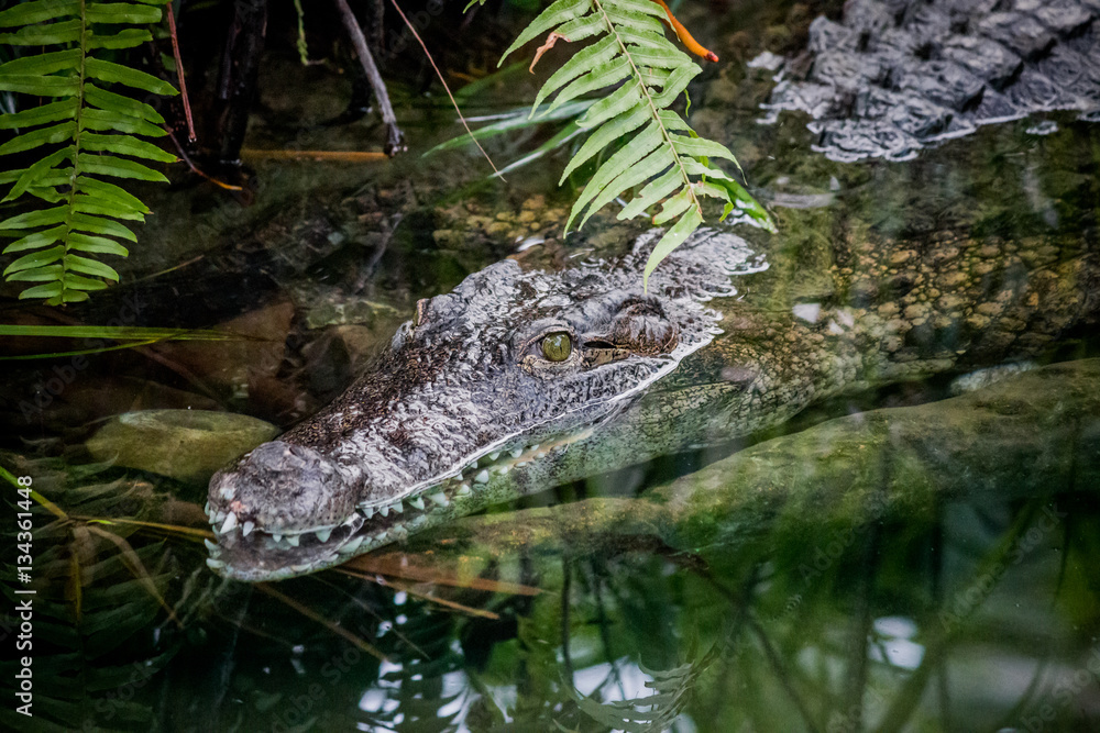 Naklejka premium Crocodile du Nil