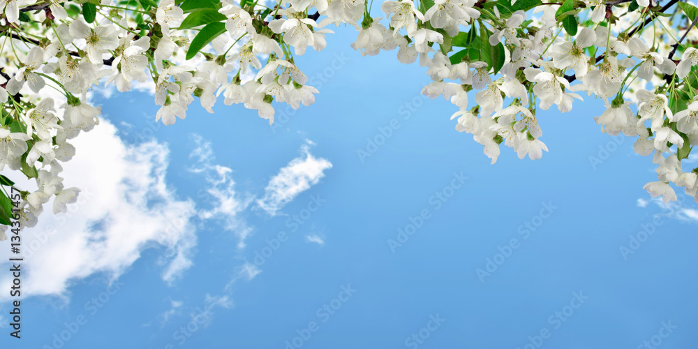 Fototapeta premium Flowering cherry, sky with clouds. Spring background. Panorama.