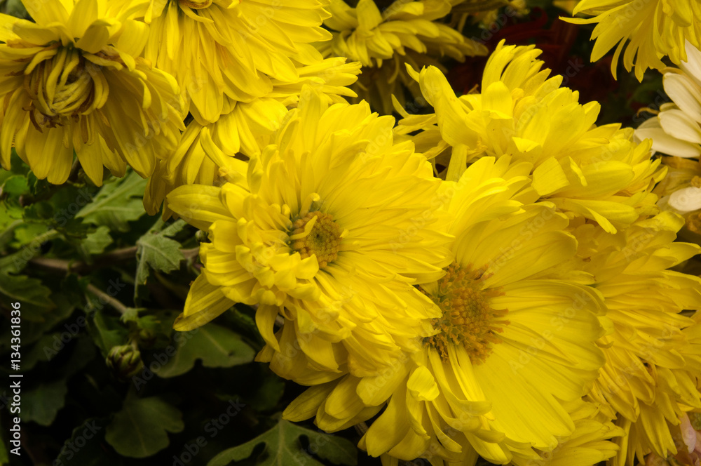 bouquet of colorful autumn flowers bouquet of colorful autumn flowers