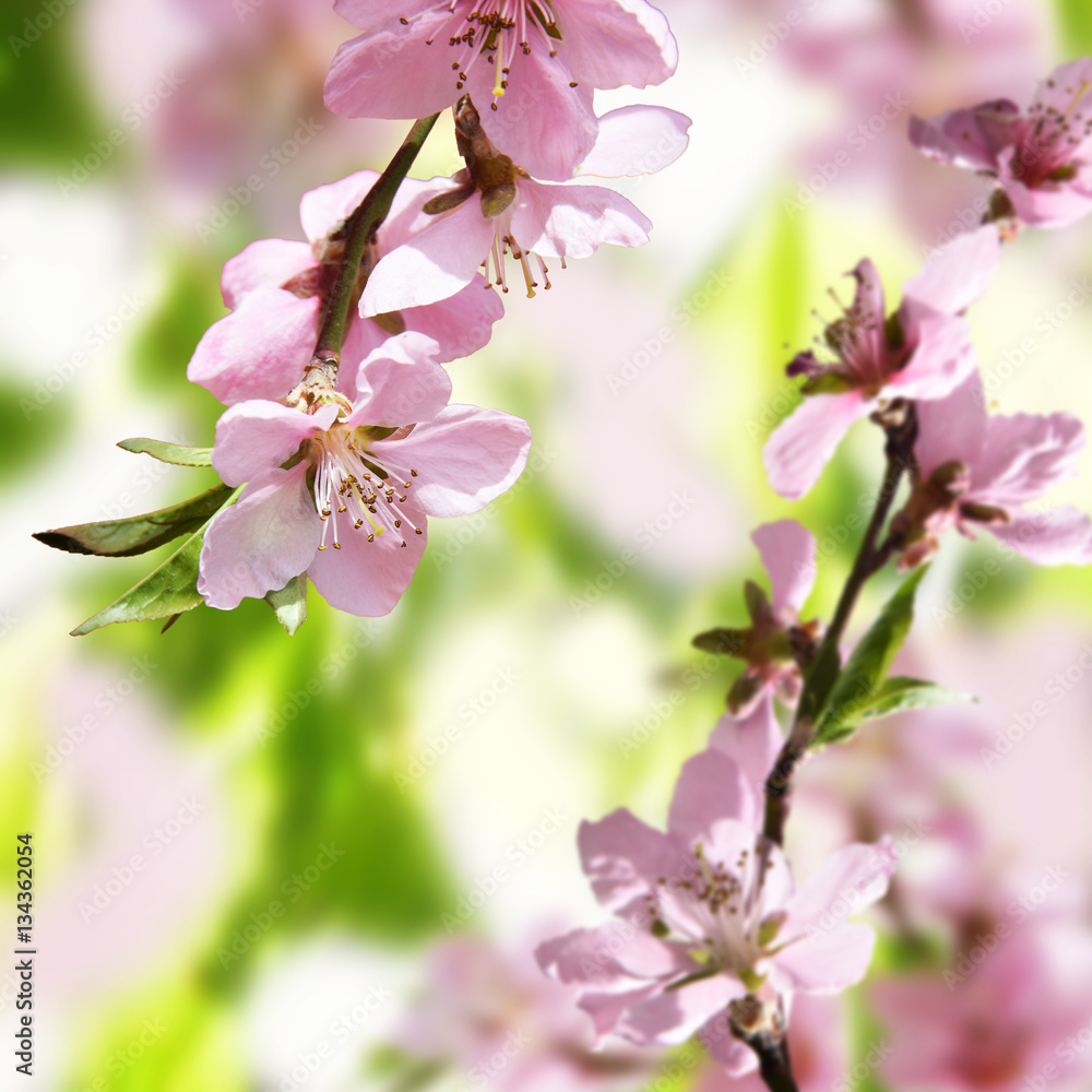 Peach flowers on a blurred background. Close-up.