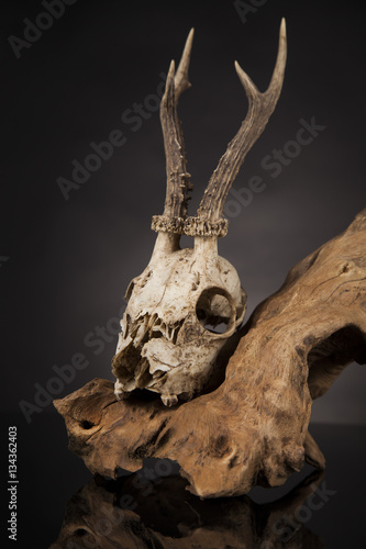 Deer skull, black mirror background © Sebastian Duda