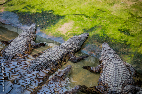 Crocodiles du Nil