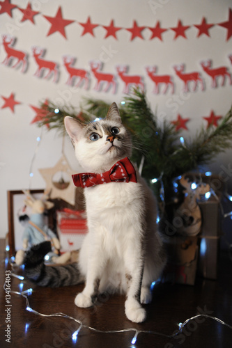 Wallpaper Mural White pushstny eyed cat in a burgundy bow tie with embroidered pattern in a New Year's interior. Christmas decorations Torontodigital.ca