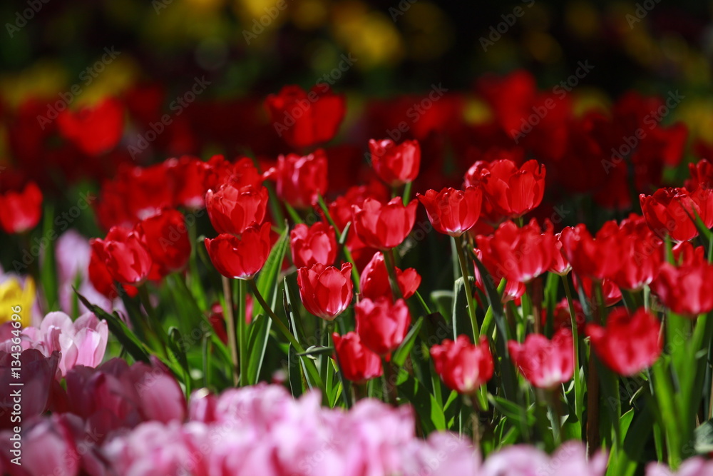 Fototapeta premium Tulip flowers in the field