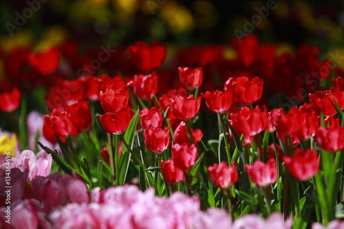 Tulip flowers in the field