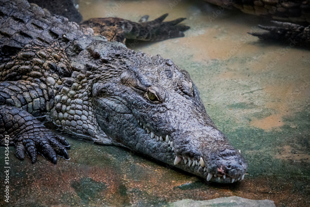 Fototapeta premium Czarny Kajman