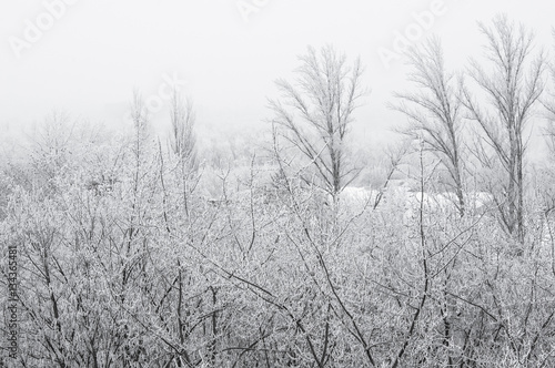 winter landscape - trees in frost © Wingedbull