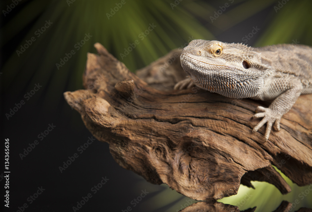 Obraz premium Lizard root, Bearded Dragon on black mirror background