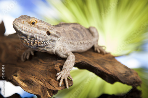 Agama bearded  pet on black background  reptile